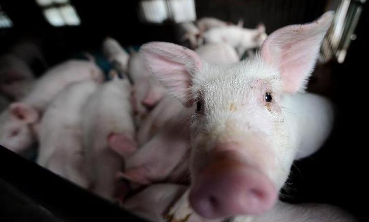 国家缘何对猪肉进行临时收储？对猪价走势有何影响？