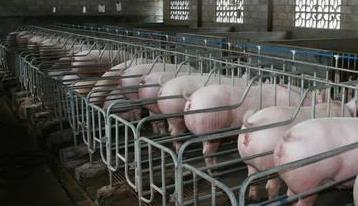 未来一段时间生猪价格走势如何？国家发改委回应