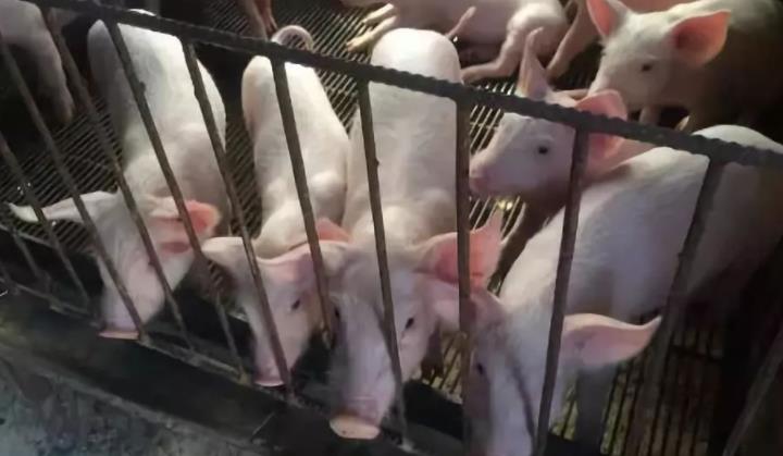 扎牢生猪屠宰管理的制度“笼子”