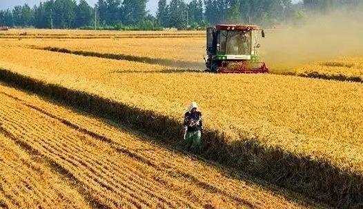 灾情是否会影响全国粮食丰收？农业农村部这样解答