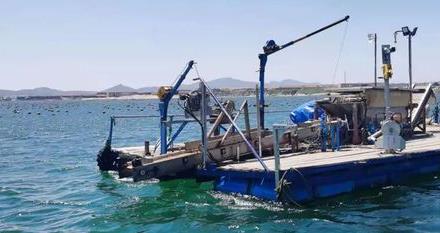 国内首创牡蛎机收平台 “小麦式”收割将采收率提至99%