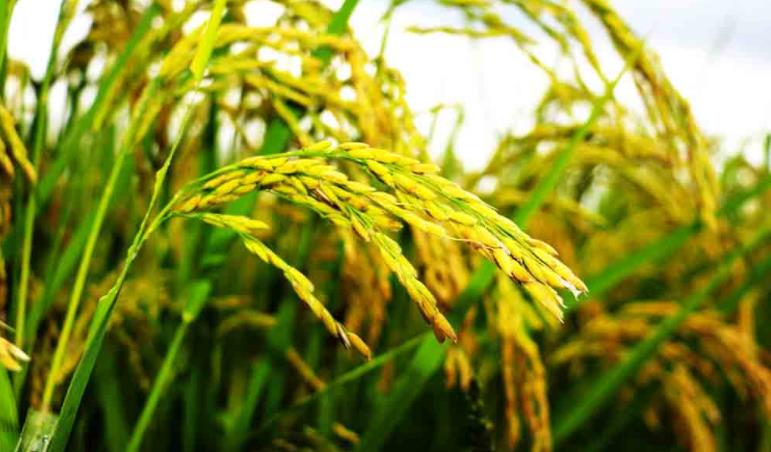 高温预警！两部门联合发布水稻高温热害预报预警