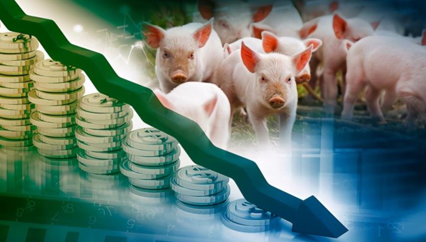 中国农业农村部：养猪高利润阶段已过去