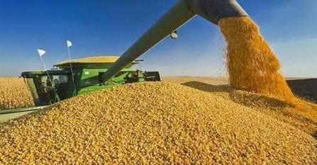 国际粮价持续高位运行 国内粮价稳得住吗？