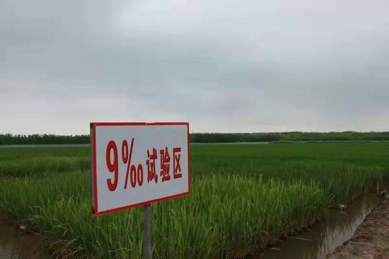 盐碱的春天      &mdash;&mdash;记北方耐盐碱水稻袁隆平工作试验站