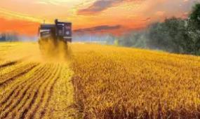 秋粮抗灾夺丰收进入关键期 各地频传捷报