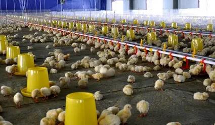 蛋鸡肉鸡育种从依赖引进走向自主创新