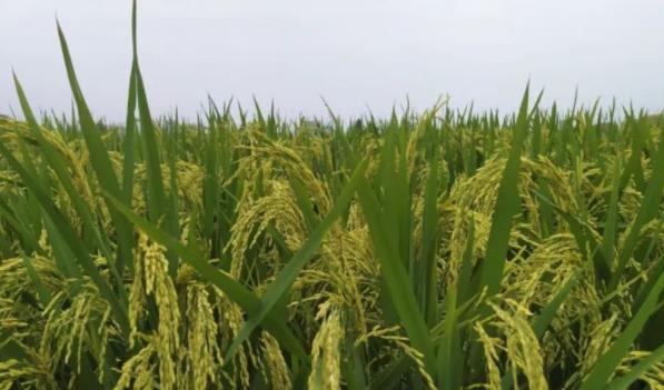 秋粮长势总体良好 夺取丰收还要渡过哪些关口？