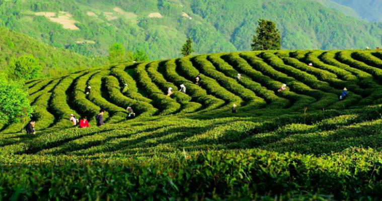 助力乡村振兴 金融“活水”赋能湖北特色产业发展