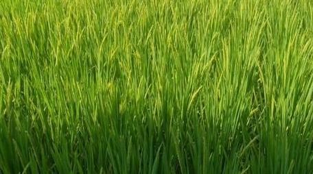 提升水稻产量和品质关键基因找到