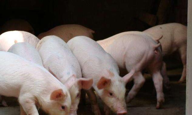 农业农村部加快制定生猪产能调控实施方案