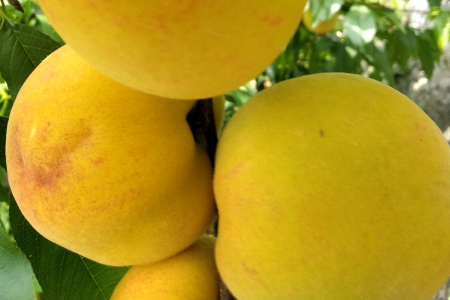 黄桃干、黄桃酒、黄桃罐头 阳新县界首村农特产业&ldquo;结硕果&rdquo;