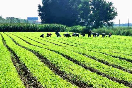 黑龙江富裕县着力培育中草药种植产业化为农民增收开辟新路径