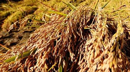 2021年中国早稻产量2802万吨 单产恢复性增长