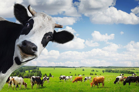 阜新市奶业产业联盟成立 助推奶业产业健康发展