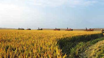 今年极端天气多发会否影响粮食生产？农业农村部回应