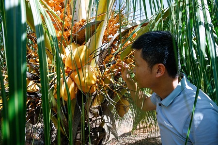加强技术创新 为推进乡村振兴注入动力  ——访中国热带农业科学院椰子研究所