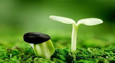 种业振兴行动方案即将下发 五大方面推进种业发展