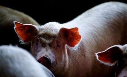 猪肉价格降到10元以下，要发家不能光靠养猪了