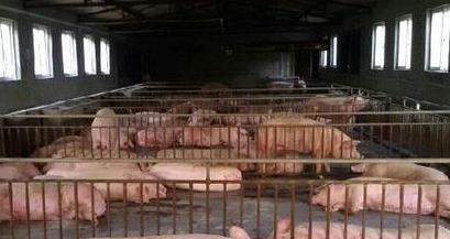 生猪价格走低 养殖企业进入新一轮洗牌期