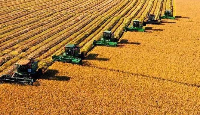 九部门：切实做好2021年秋粮收购工作