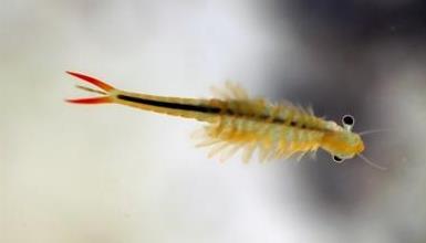 2亿年！鹿溪河生态区发现古老物种&ldquo;仙女虾&rdquo;