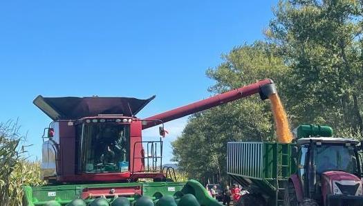 万亩粮田丰收在望 黑土地孕育增收秘诀