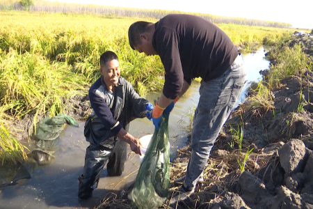 稻香蟹肥一地双收 齐齐哈尔市梅里斯区扎实探索乡村增收致富新途径