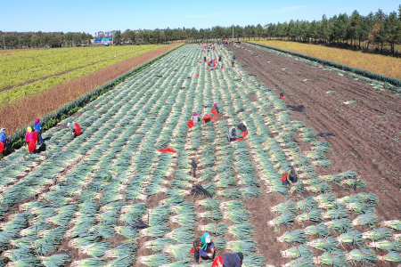 黑龙江拜泉县:致富路上&ldquo;葱&rdquo;满希望