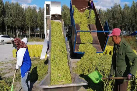 黑龙江肇源县1500余亩鲜食毛豆喜获丰收