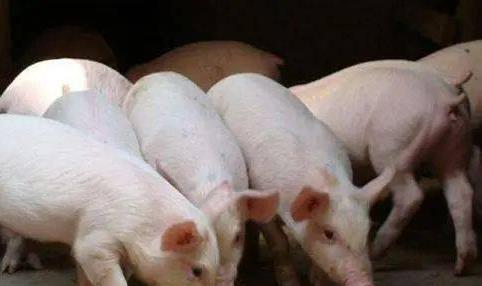 稳妥应对猪周期下半场