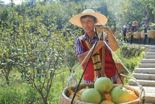 “梨”共富更近一步 浙江云和“新雪梨经”夯实产业基础