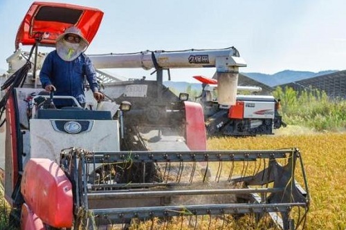 亩产破700公斤 浙江玉环1800亩海水稻“开镰”