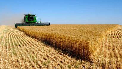 农业农村部：确保秋粮丰收到手、明年夏季粮油播种