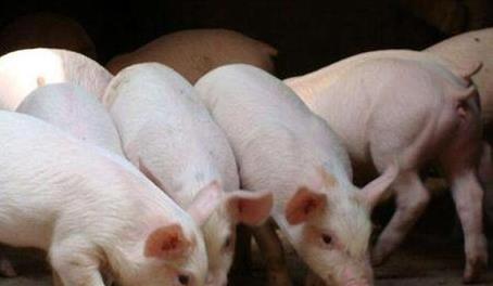 猪肉价格大跌！养一头猪亏500元，接下来怎么走？