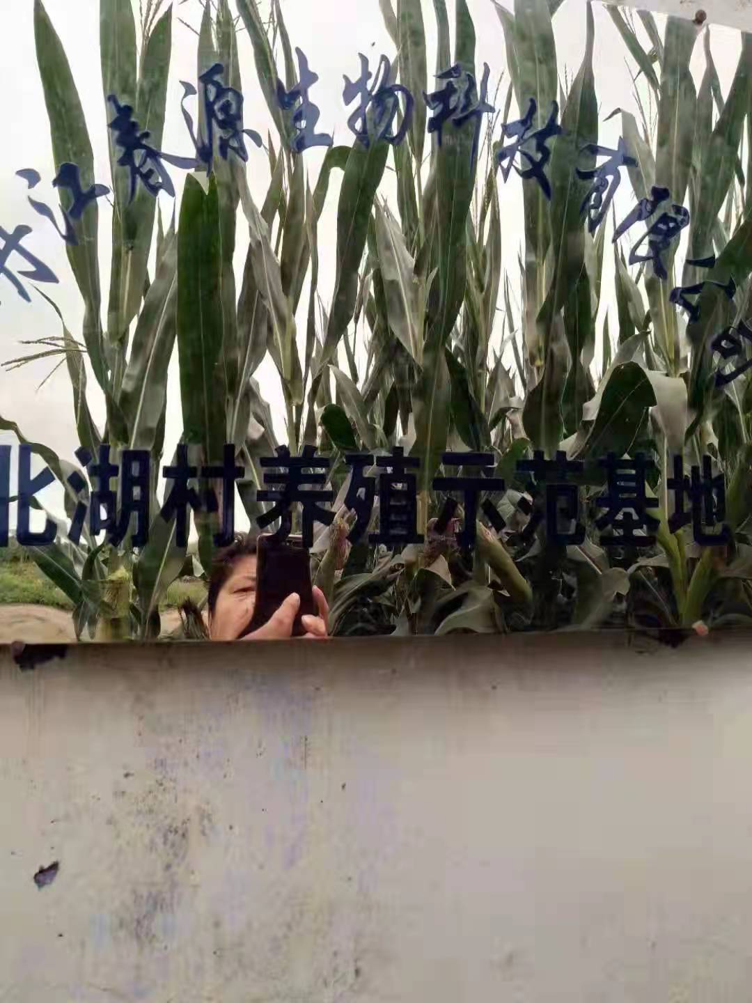 醉人黑土地   绿色正飘香