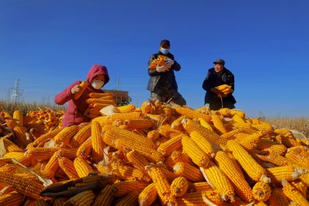 粮食总产再超50亿斤 黑龙江龙江县农业生产再次喜获大丰收