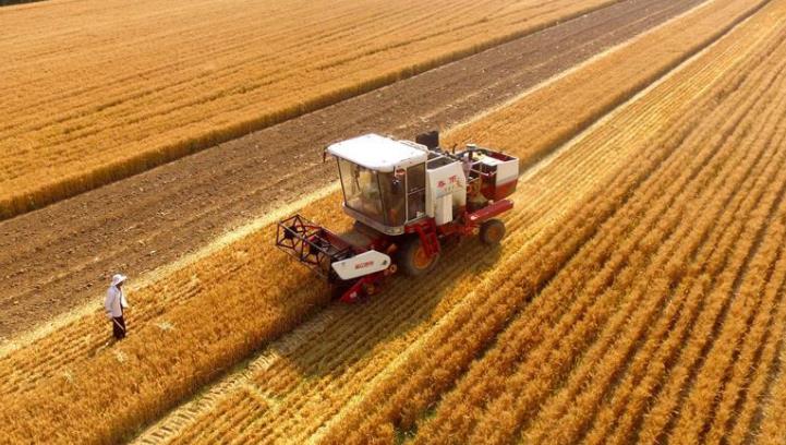 应收尽收！黑龙江已收获农作物超1.98亿亩
