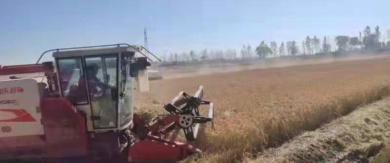 北方耐盐碱度6&permil;海水稻亩产达400公斤