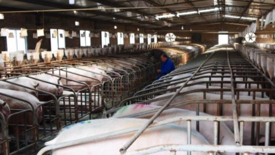 生猪供应相对过剩仍将持续