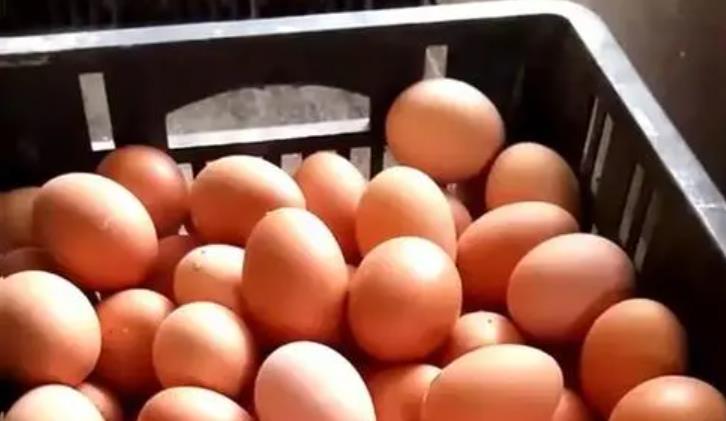 半个月涨超两成，“火箭蛋”要卷土重来？