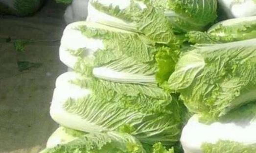 冬储大白菜正式开卖 售价较去年翻倍