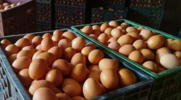 今年最后两个月蛋价仍将高位运行 鸡蛋价格淡季不淡