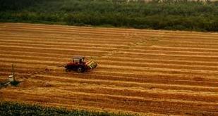 全国冬小麦播种过九成 面积有望保持稳定