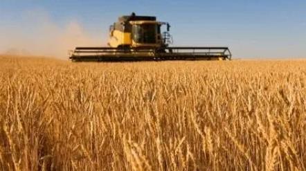 今年中国粮食总产量预计达1.3万亿斤以上