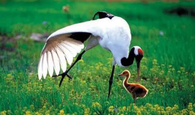 【城市百科】绥化市-动植物资源十分丰富