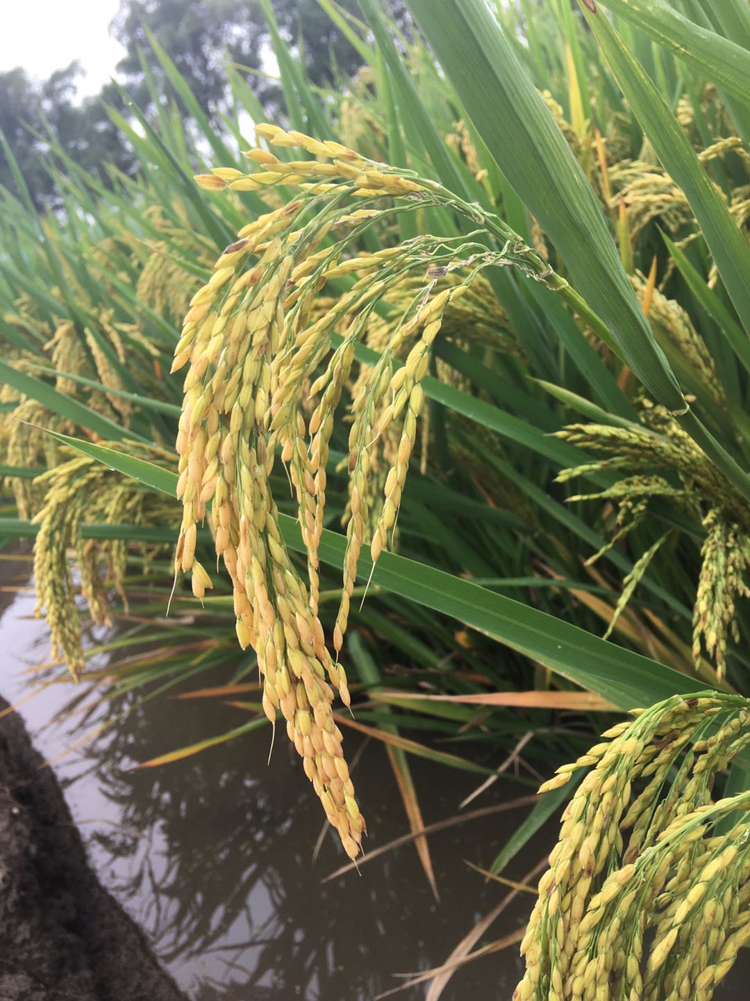 盐碱地里的传承 - 北方耐盐碱水稻袁隆平院士试验基地发展纪实