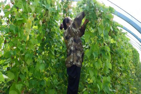 齐齐哈尔市梅里斯区：水稻育秧大棚二次利用托起村民致富梦