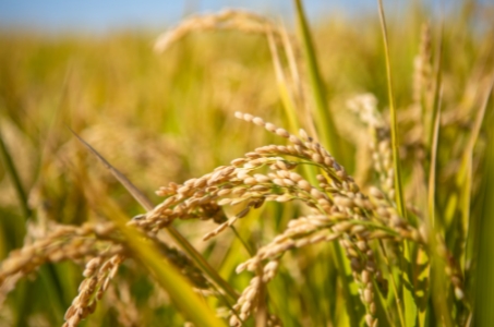 中林好食材 | “如玉软香”留胚米 来自龙江黑土的米中“贵”族