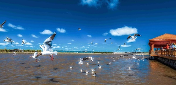 湿地之美看青海 多方行动护生态